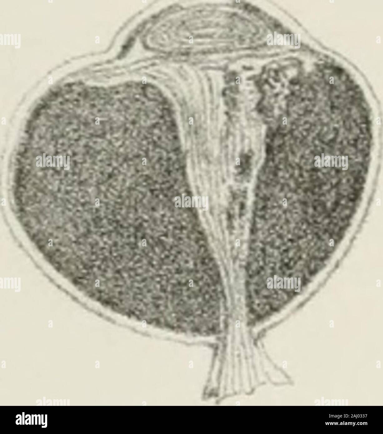 Archives d'ophtalmologie et otologie . laXbin // 6^tt ff I I ^M Im Uev 4- Stin4eTi s 0 t 8 q 10 II 1213 i*- est-à-dire qu'il 5fe3ij£]UL|[o:iteLJia JliiEchjic3;aiLe Fi J6 ArclTives ichneidung Syjiipathicus OpMi| Liens. f&gt ; J'^IW. ^^ n - iq 6^ .y e u&gt;u S I/ ^^ 0 olu nii teT- ^, ui je 1 WTmi a . - ,  -- -    tr comme 3i 3S J" 3 ? 38 39. *0  = c 1 5 vr"^ OS .C Vc TT c p a tt( h RTl c m s Ti dans • - ? - -  .   ^^ .  3Z comme 3* 553* 3Z comme 3f *o .. .  . - • -- ". Comme 3t 3t 3J 303 ? Aa 99 w ii *2 " u w d Rf 1 &gt;1 ^ ^m atl couvercle : il s ai ij] PJ n'ITF 1. ] Gil im " iO ,  -- --J  ^ 9 A - -- ^ Ol 8 • ? Banque D'Images