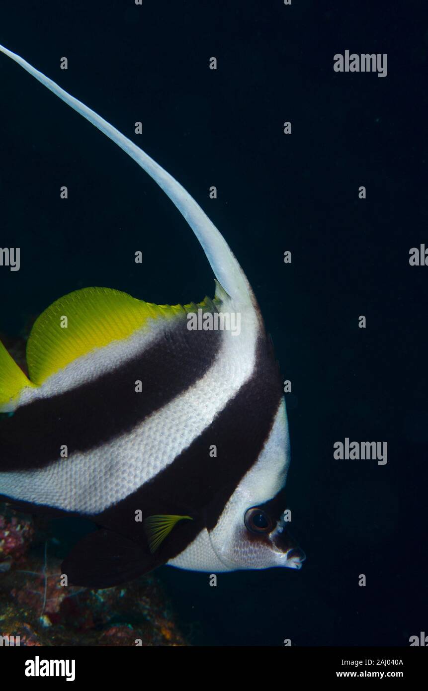 Bannerfish Heniochus Acuminatus Photos Bannerfish Heniochus