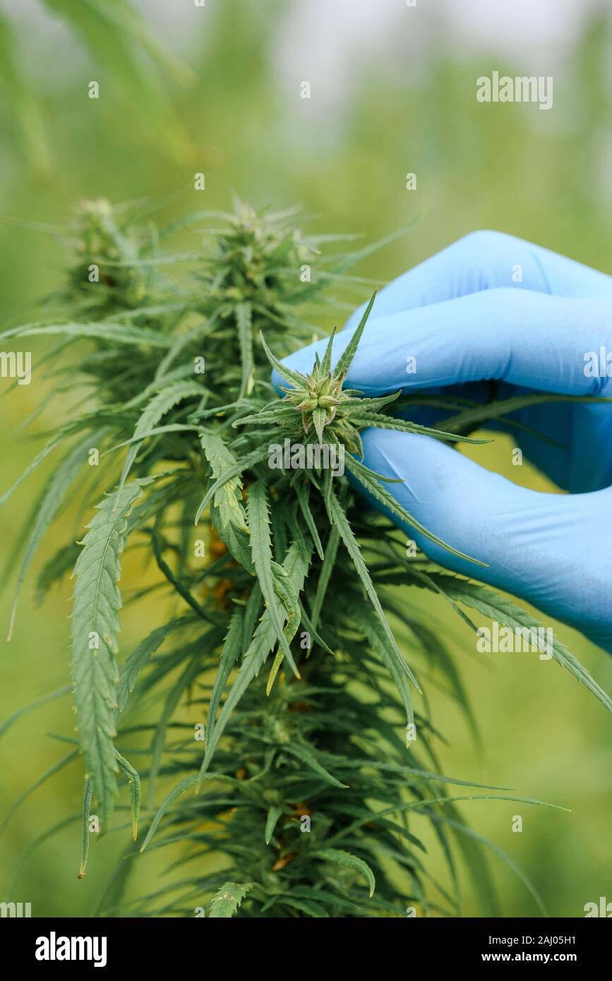 Inspection de la plante de cannabis sur terrain Banque D'Images