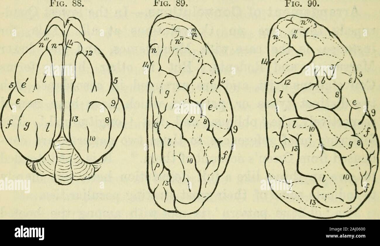 Le cerveau comme un organe de l'esprit . à d'autres mammifères,composé principalement au sein de l'ordre des Carnivores. andCetacea Un troisième ou transverse * est commun à theQuadrumana et l'homme, comme il sera montré dans subsequentchapters, et sur ce il nous sera utile de bestowa beaucoup plus grande quantité d'attention. Malgré les très nombreux diiferences en détail,certaines fissures primaires semblent être communs à la trois premiers choix. L'une des plus constantes de ces est le fissureof Sylvius sur la surface extérieure des hémisphères ;tandis que, de l'autre, également très constante, est la fissure du theHippocampus *. La la Banque D'Images