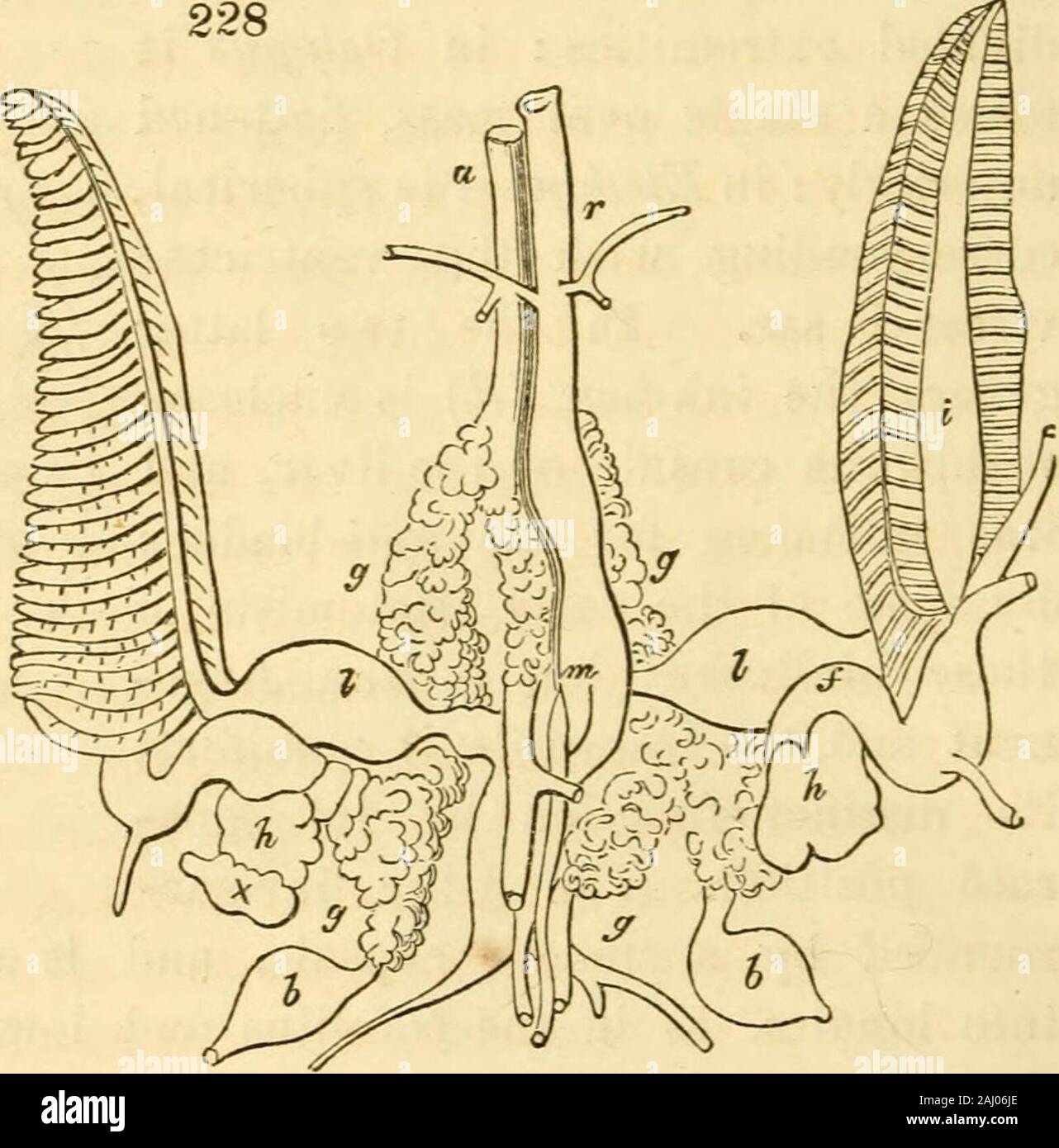 Des conférences sur l'anatomie et physiologie de l'animaux invertébrés : livrés au Royal College of Surgeons . il céphalopodes possèdent le pouvoir d'émettre une luminoussecretion. | Tous les d'entre eux sont nocturnes et des animaux sociaux, et arereadily attirés par des substances métalliques. Avant la dissection de l'Pearly Nautilus, le Cephalopodswere considéré comme ayant trois cœurs distincts ; mais deux de ces, whichare affectés à l'activité de la circulation, sont propres à l'higherorder perhapsthe, et sont du ressort principal de l'theirsuperior ener gies-musculaire. Dans le Dibranchiatesthe Banque D'Images