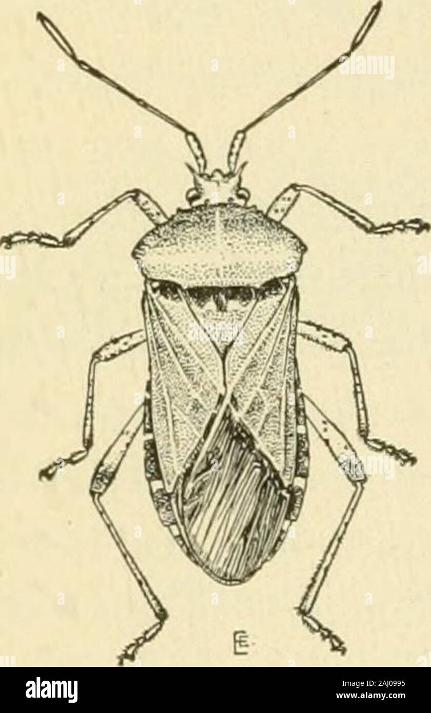 Manuel de légume-insectes jardin . ded avec le rouge ou brun et l'avant dernière seg-ment de l'antennte est élargie ; dans .1. tristis les jambes sont nearlyuniform segmentsare antennaire noir et la de près la même largeur ; dans thelater étapes les côtés du thorax arestrongly denté dans .1. armigera, lisse en.1. tristis. L'histoire de la vie et les habitudes des deux espèces sont presque identiques. Thehorned squash bug peut être contrôlé par mêmes mesures que sont suggérées pour le squash bug commun. Dans le sud de la Floride à Louisianaand Nouveau Mexique, d'une autre espèce, Anasaandrewsi Guerin-Meneville, clos Banque D'Images