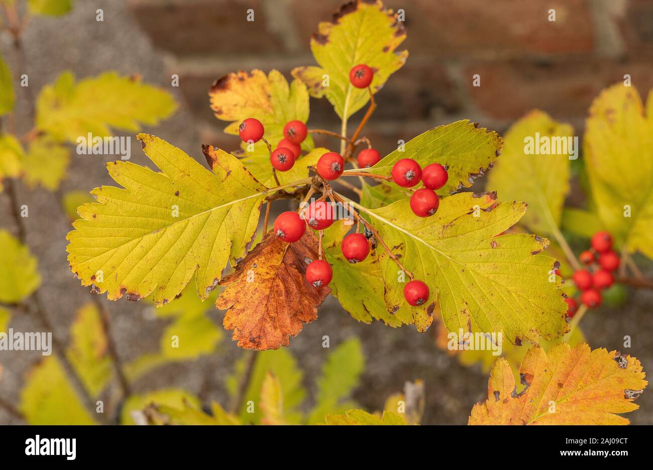 Ley's, Quercus palustris Sorbus leyana, dans les fruits. Endémique à la région de Brecon Beacons. Banque D'Images