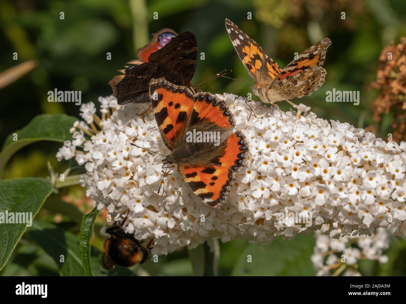 Buddleia blanc, avec des masses de papillons sur : petite écaille, Peacock, et la belle dame. Banque D'Images