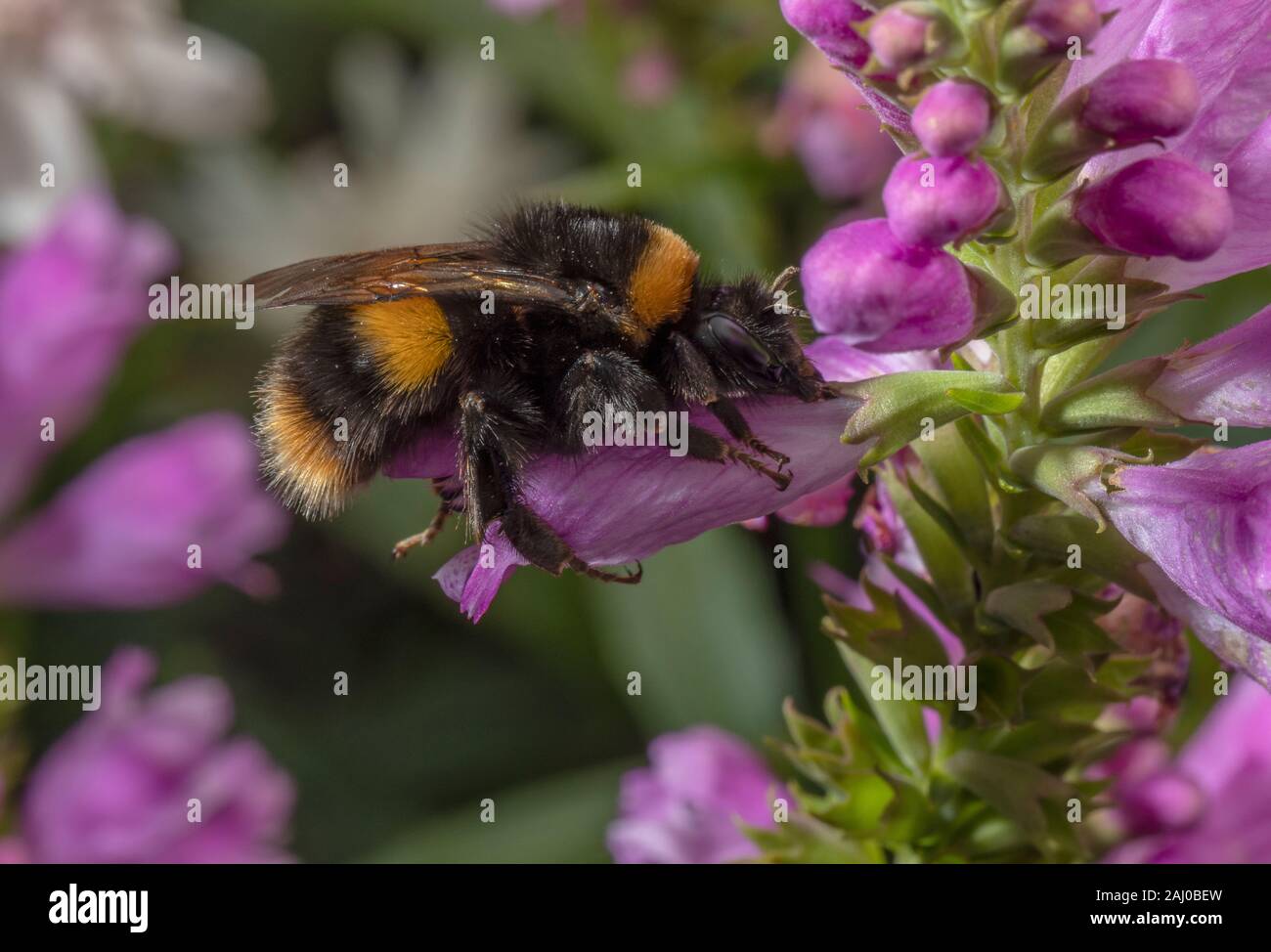 Buff-tailed bumblebee, Bombus terrestris sur rose, Chelone obliqua Turtlehead Banque D'Images