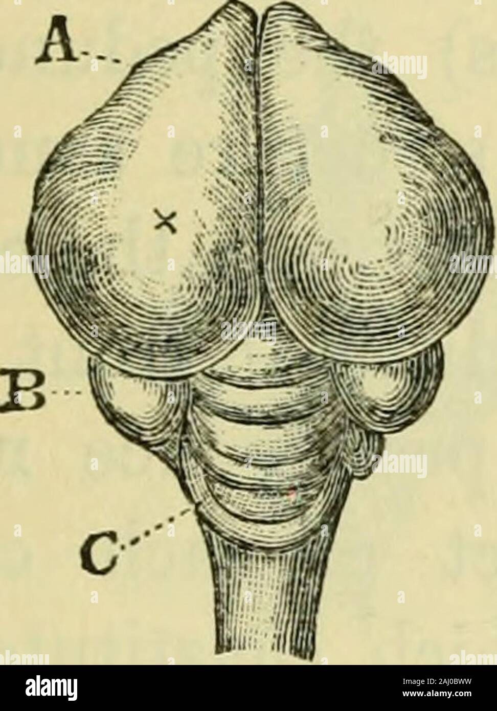 Le cerveau comme un organe de l'esprit . est une particularité anatomique towhich pas de signification physiologique est joint. Le bulbe rachidien, à l'arrière de qui thecerebellum est développé, est, dans broaderthan lairds, décidément la moelle épinière. Comme chez les vertébrés inférieurs, le plongeur-gence de la partie supérieure ou postérieure colonnes de l'cordleaves à la surface correspondante du bulbe thespace connu comme le quatrième ventricule, qui devient beaucoup chap. IX.] ET D'OISEAUX. Plus de 131 sur le toit complètement qu'elle est en poissons ou Rep-carreaux, par la surface inférieure de la désormais plus grande cervelet(fig. 64). L'appareil auditif Banque D'Images