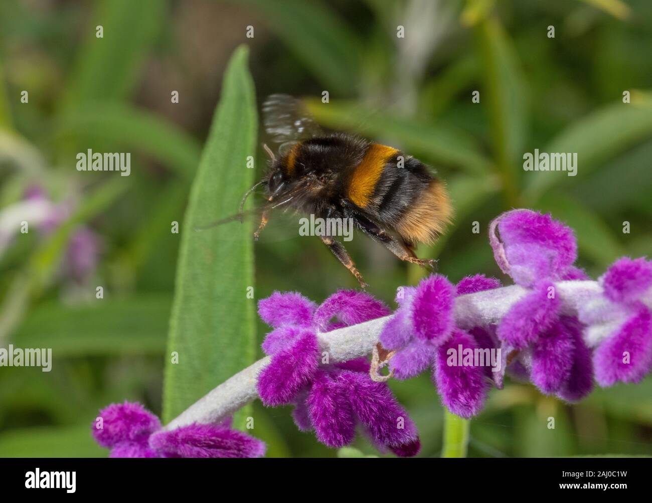 Buff-tailed bumblebee, Bombus terrestris sur formulaire rose de Bush Mexicain, Sage Salvia leucantha Banque D'Images