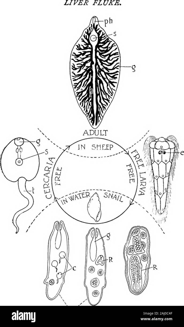 Contours de zoologie . ritain seul ; et dans l'hiver 1879-1880 la mortalité attribuable à la maladie de wasestimated fluke à trois millions. Elle est particulièrement courante après la saison humide,et dans les districts de l'humidité. L'ordre de classement.. Heterocotylea, avec un organe ad-hesive postérieure, souvent avec une paire de ventouses accessoire à côté de la bouche.La plupart sont ectoparasite. Le développement est directe et associés withone (hôte) monogénique. p. ex. Polystojnum integaHmuvi. Ce formulaire avec beaucoup d suckersis souvent trouvés dans la vessie de la grenouille. Il attachesitself dans sa jeunesse aux branchies de têtards, passe à thencethroug Banque D'Images