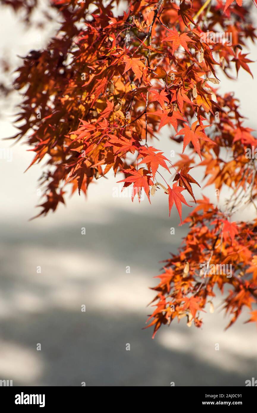 Feuilles rouge et orange de l'érable japonais. L'automne à Ninna-Ji Temple, Kyoto, Japon Banque D'Images