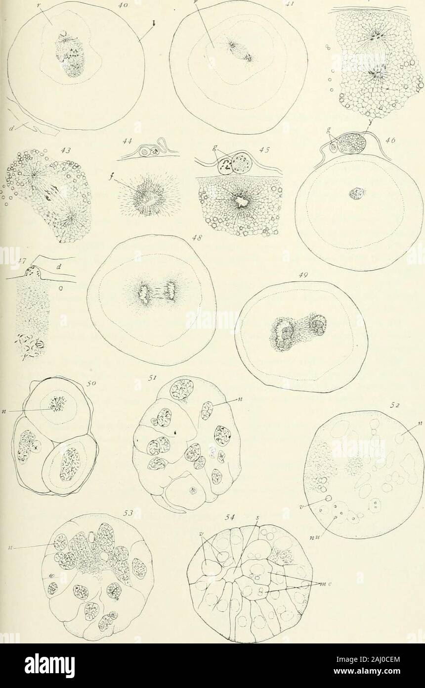 Journal of Experimental Zoology . 1-12. Fig. 49. Corps polaires (non illustré) ; des groupes de vésicules de chromosomes retiré moins d'un normaldistance l'un de l'autre, onze sont des vésicules dans chaque groupe ; résultats de clivage avortée. L'âge, soixante-eightminutes. Leitz oc. I (20), obj. i-i2. Fig. 50. Trois oeufs unicellulaires (tirées de trois sections). L'âge, une heure et quarante minutes. Leitzoc. I (17), obj. 1-12. Fig. 51. Le clivage incomplet typique. L'âge, quatorze heures. Leitz oc. i (20), obj. 1-12. Fig. 52. Typique de condition sans dissociation ; plusieurs noyaux, qui varient considérablement en taille ; somevacuoles. L'âge, vingt heures. Leit Banque D'Images