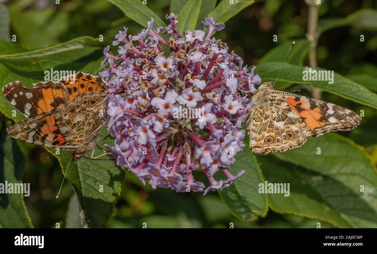 Papillons belle dame, Vanessa cardui sur Buddleia Jardin en jardin, à la fin de l'été. Banque D'Images