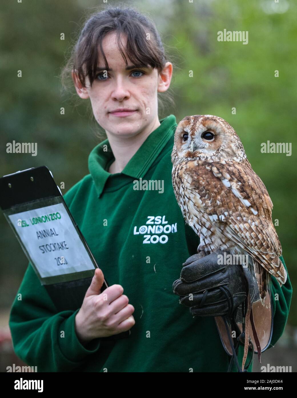 ZSL London Zoo, 2 Jan 2020. Reid-Johnson avec Chelsea gardien jolie Chouette hulotte. Également appelé l'Alberta, à l'aso Brown Owl Strix Aluco enr.) ((, une chouette eurasienne trouvés dans les bois. Credit : Imageplotter/Alamy Live News Banque D'Images