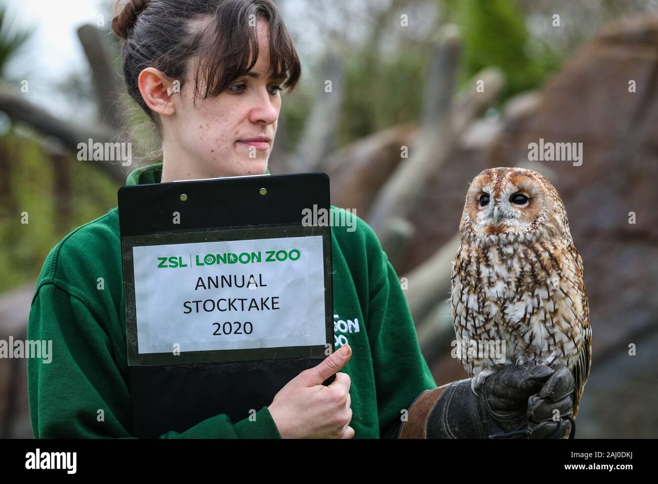 ZSL London Zoo, 2 Jan 2020. Reid-Johnson avec Chelsea gardien jolie Chouette hulotte. Également appelé l'Alberta, à l'aso Brown Owl Strix Aluco enr.) ((, une chouette eurasienne trouvés dans les bois. Credit : Imageplotter/Alamy Live News Banque D'Images