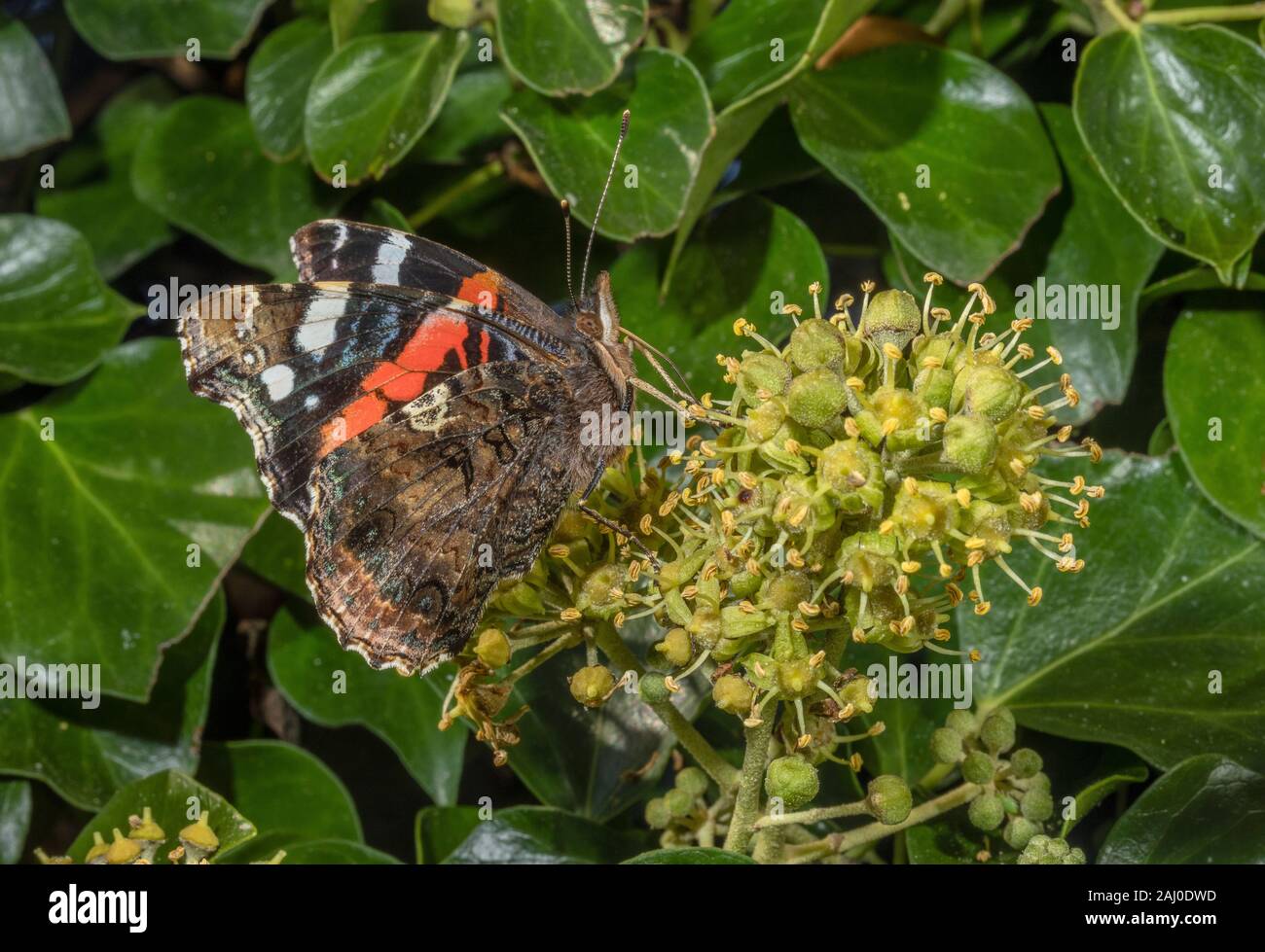 L'amiral rouge, Vanessa atalanta se nourrissant de Ivy Woods, dans le Devon. Banque D'Images