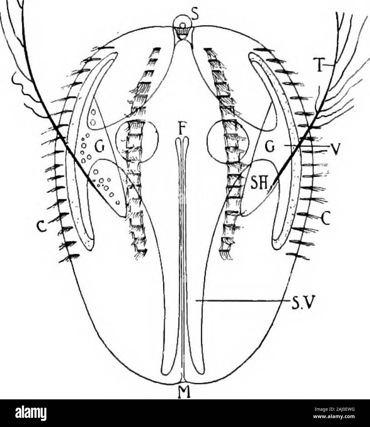 Contours de zoologie . maria, Haliclystus, et Depastrum. (2). Discomedusse-formes actives, souvent avec l'histoire de la vie compliquée. Aurelia, Pelagia, Cyanea, Rhizostoma. 74 PHYLUM DES CCELENTERA. (3). Cubomedusse-Formulaires avec pseudo-large, velum et autres caractéristiques particulières. Charybdea. (4). Peromedusas-Formulaires avec quatre seulement tentaculocysts radiale. Pericolfa. La classe III. Anthozoaires (  =) Actinozoa avec formes Polypoid gullet bien développés et les septa, et circumoraltentacles,(i) Zoantharia ou Hexacoralla. (A) Actiniaria. Les anémones de mer. Actinia, Anevwnia, Tealia, Cerianthus.{Madreporaria b). Coral reef ou en pierre Banque D'Images