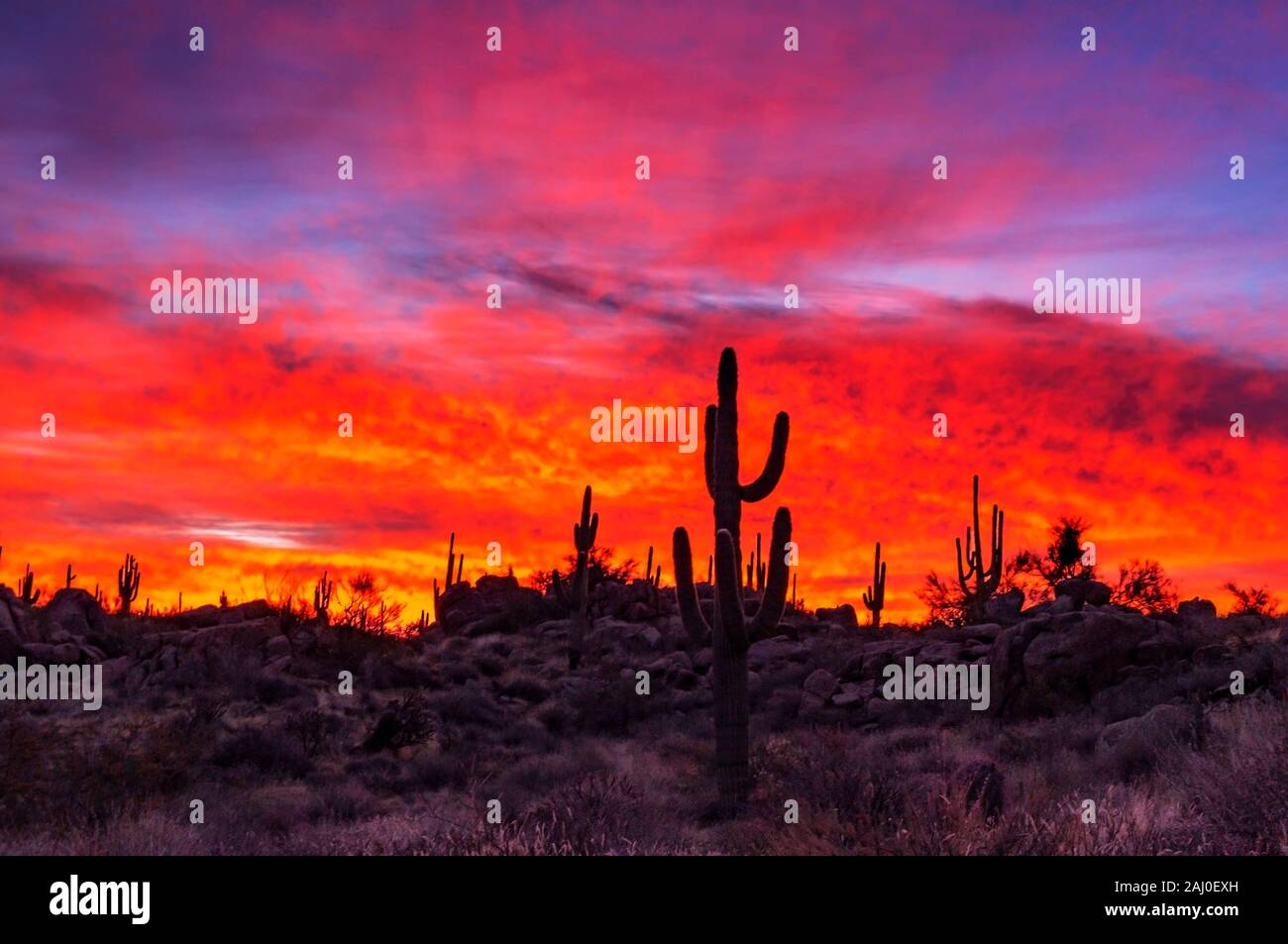 Brillant Fiery Lever du Soleil dans le désert de l'Arizona avec Cactus et les roches. Banque D'Images