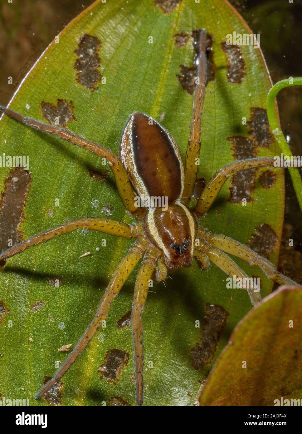 Femme araignée Dolomedes fimbriatus, radeau ; une araignée semi-aquatique potamot, assis sur le plomb. Étang, Dorset. Banque D'Images