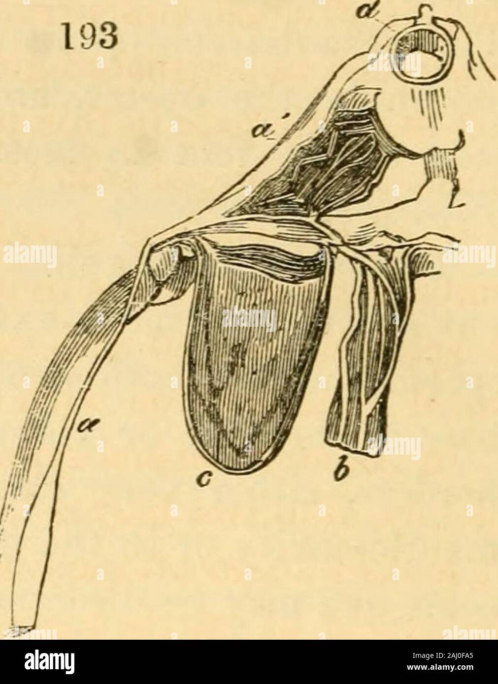 Des conférences sur l'anatomie et physiologie de l'animaux invertébrés : livrés au Royal College of Surgeons . t oviductes, qui se terminent en analogueousto les positions des canaux déférents. Les ovules ont habituellement une forme sphérique, rarement un ou pyriformes,elliptique figure : l'oeuf {Jig. 194, un b), à maturité, varie d'un yellowto une teinte rougeâtre ; c'est par un doux non commerçante, membrane vitelline andthis mince par un chorion. La (souvent négligé) vésicule germinale (a)a habituellement deux co-noyaux ci-joint. La petite quantité d'albumen(c) qui se trouve entre le jaune-membrane et le chorion b Banque D'Images