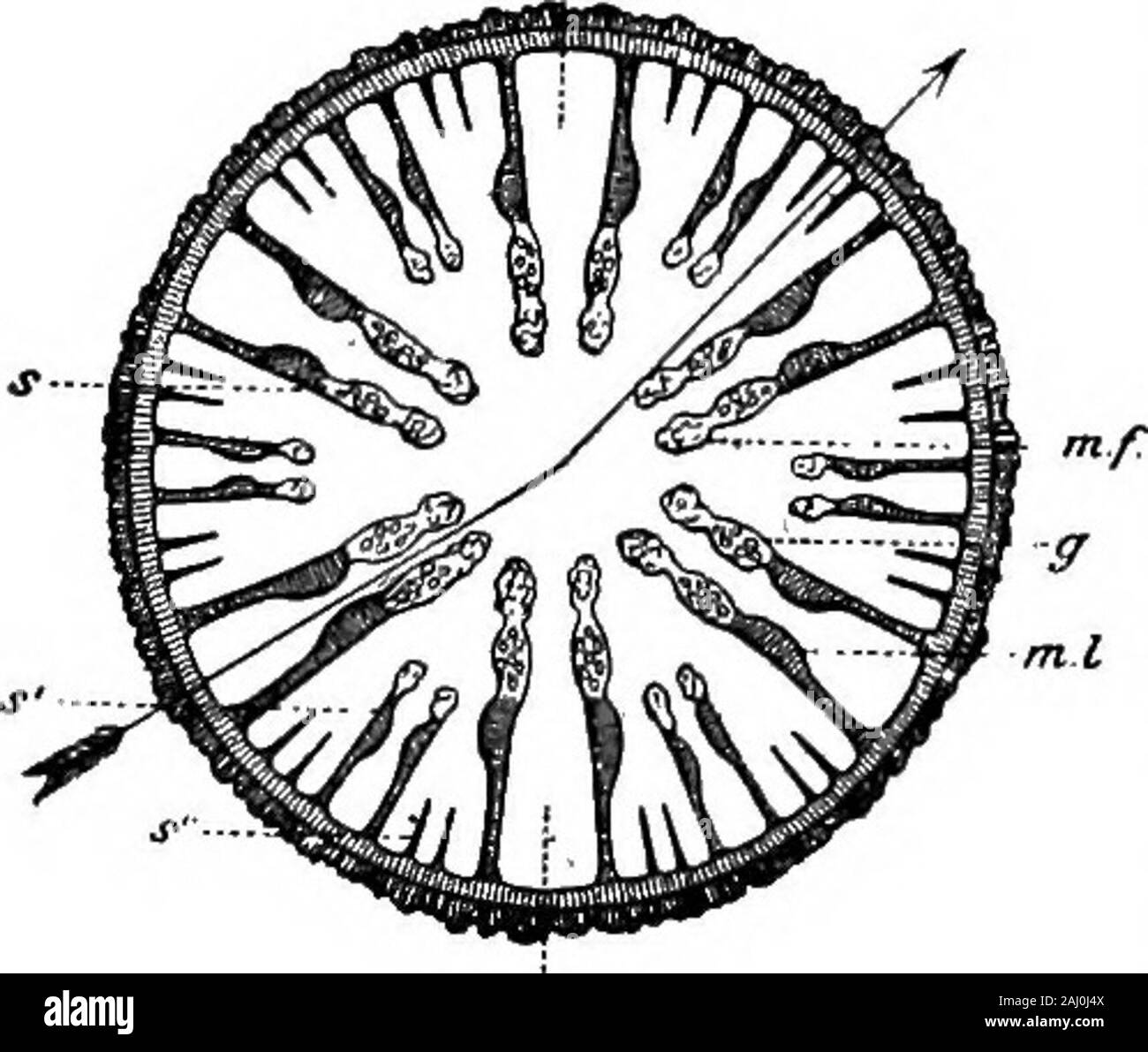 Contours de zoologie . ânes entre deux cellules flagellé de tertiaire, avec le muscle5 =P =&gt ;- fibres à leurs racines. Ces éléments forment les bandes musculaires en chef de thewall, les mésentères, et l'oesophage. Ni les cellules glandulaires et evensensory voulant dans l'endoderme. Les mésentères.-Dans les anémones de mer et près d'autres anthozoaires,douze mésentères primaires sont d'abord formés. Elles sont regroupées, inpairs et la cavité entre les membres d'une paire est appelé intra-communication interventriculaire, contrairement à l'inter-communication interventriculaire empreintes entre paires adjacentes.Dans ces chambres septale autres mésentères après appel inpai Banque D'Images