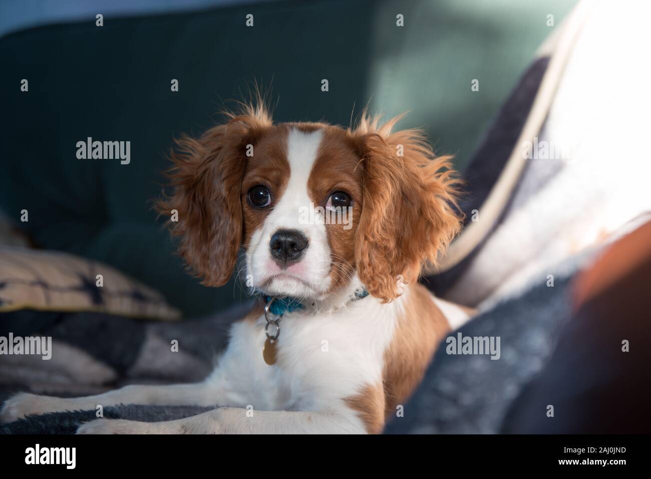 Portrait d'un chiot Cavalier King Charles Spaniel Banque D'Images