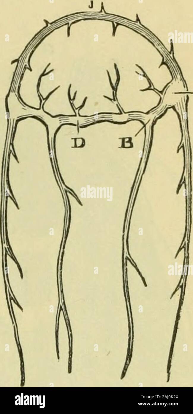 Le cerveau comme un organe de l'esprit . chhalf considerablebundle qui reçoit un des fibres nerveuses (/) dans la fig. 25. -Sys nerveux- ,7, p , .-, 1 • • 1 J de teni Chiton marmoratus. eye (6) du même côté, ce qui est situ- (Gamer.) v&gt ;, Pharyngea ées à l'extrémité de l'ensemble de ganglion, tentacules (à gauche) ; b, pedai . ^1 1 de ni-je ? (À DROITE) ganglion ; c, bran- Il reçoit également un autre bundle 01 ganglion cMai ; je, uppernerves (Ji) de la petite portion de tentacule sur anneau œsophagien V ^   ^ dépourvu de chaque côté distincts, qui a, selon toute probabilité, ganglions cérébraux.Une fonction tactile. L'appareil auditif s Banque D'Images