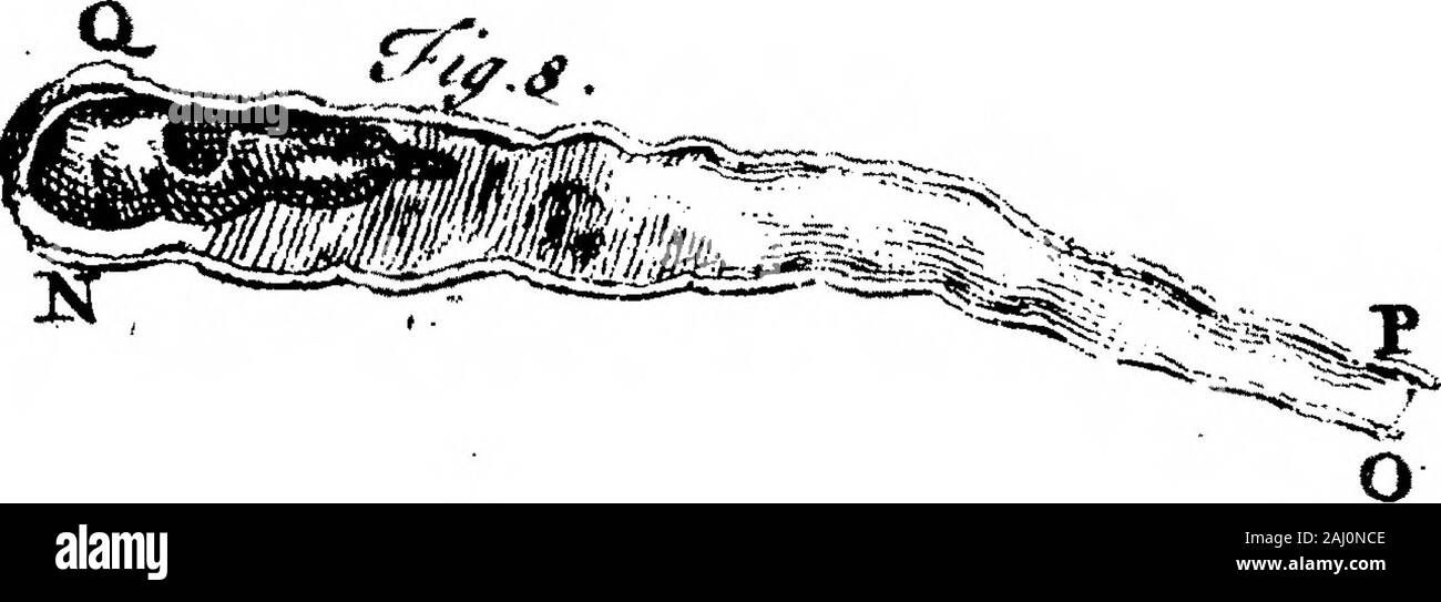 Diaphragmatis Epistola de Structura Domini Antonii van Leeuwenhoek, R S S annonce Societatem Regiam . Banque D'Images