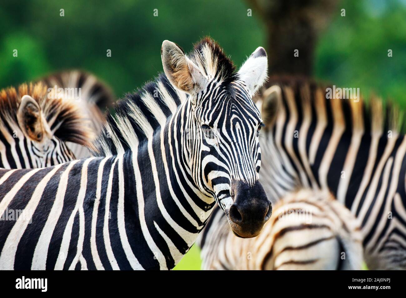 Gros plan de Burchell's Zebra dans le sanctuaire de la faune de Militane, Eswatini Banque D'Images