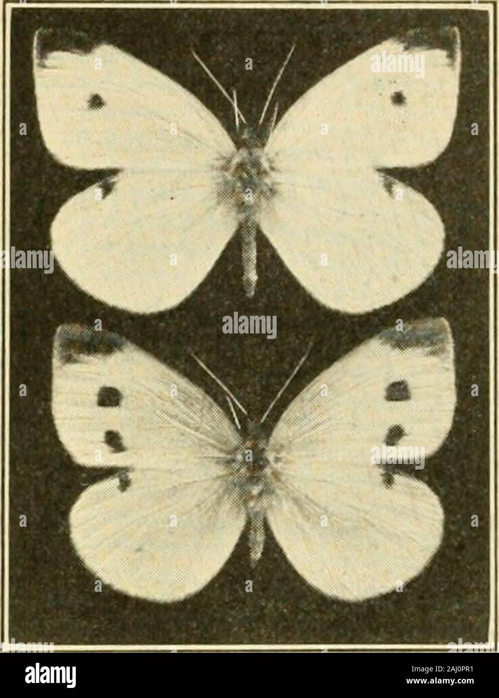 Manuel de légume-insectes de jardin . Fig. 4. - Chrysalide de importedcabbage ver (X 25). Jardin de LÉGUMES DE MANUEL-INSECTES. aile avant est grisâtre ; il y a des taches hick twol)sur l'aile avant de thefemale et un dans l'homme et l'inboth sexes il y a un point noir nearthe marge avant de l'aile postérieure(fig, 5). Smallerand Spruig les mâles sont parfois des souillures. Dans NewEngland le papillon du chou couvées par année et en véhicule atrois theSouth il y a dit-on, six. Co)itrol. Les vers du chou peut être easilykilled par pulvérisation d'paris,1 livre vert dans 50 litres d'eau, orarsenate de plomb (coller), 4 po Banque D'Images