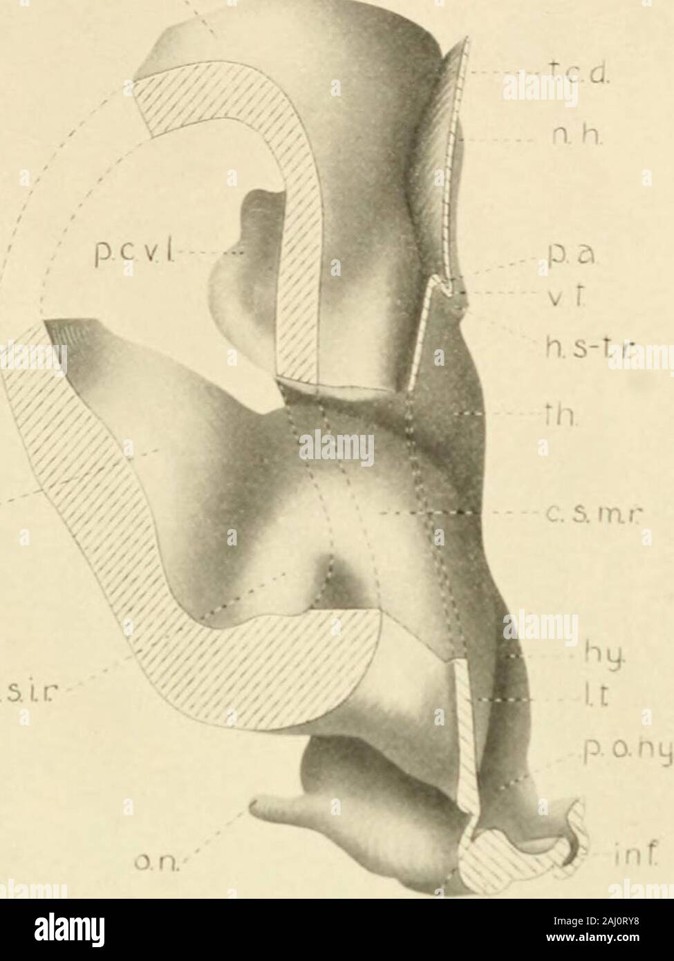 Journal of Comparative Neurology . n, posr Fig. 22 vue d'un modèle médiane du cerveau antérieur de l'embryon de 32 mm., H41. X 12^. La ligne pointillée suit le sulcus limitans. Fig. 23 Vue de l'extrémité antérieure du modèle du cerveau antérieur de l'embryon, 19mm.H 173, illustré à la figure 18. 22 X|. Prise de vue légèrement de l'medialside et ci-dessus. Une partie de l'hémisphère occidental et la paroi médiane terminalishas lamina fait supprimer l'exposition du corps strié. Fig. 24 Vue de l'extrémité postérieure du corps strié, modelof dans le cerveau antérieur de l'embryon de 32 mm., H 41, illustré à la figure 22. X 12^. Vie Banque D'Images