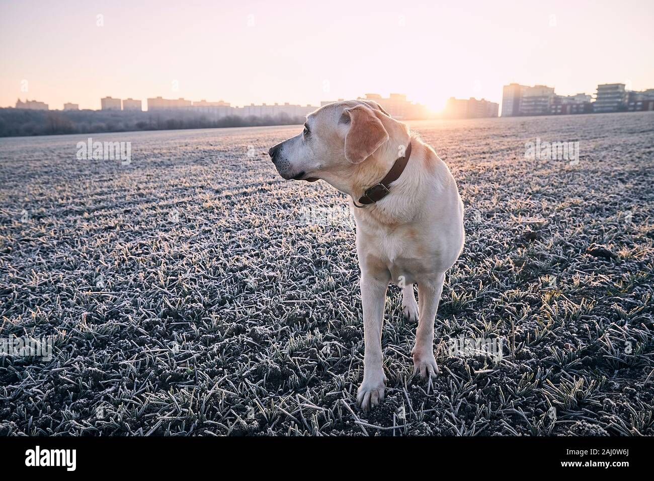 Promenade de chiens sur terrain au cours de frosty matin. Labrador retriever contre cityscape au lever du soleil. Prague, République Tchèque Banque D'Images