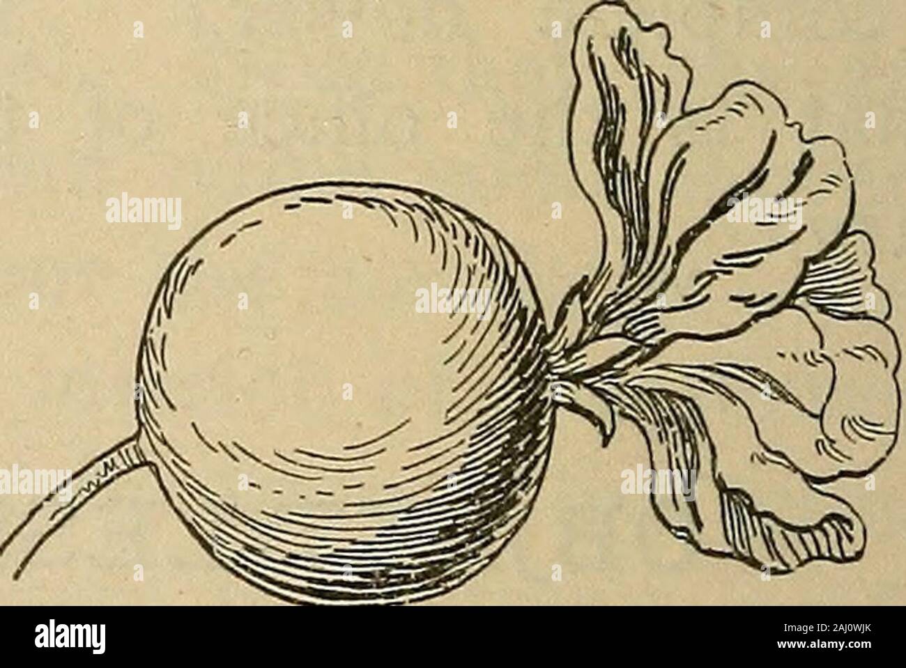 Notes de cours sur l'Herbartian (méthode basée sur le plan de Herbart) . Section transversale d'Apple.La partie centrale de l'blossommuch d'apple a augmenté en taille, nul besoin après a disparu. Le pollen oryellow fertilizesthe la poussière de la fleur ovaire ou graine fort, rendant le format RIF dans core.. Apple Blossom. Apple Blossom élargie avec le thalamus. Procédure.III. Association. 1. Comparer et mettre en contraste avec d'autres fruits aussi à :- (a) la forme. Poire, prune, pêche. (B) l'orange et de pêche. (C) Pomme de terre, le service des baies, fruits de rose (HIPS). (D) l'eau, de groseille, poire, greengage, etc. 2. Comparer et mettre en contraste avec l'orange, séparables Banque D'Images