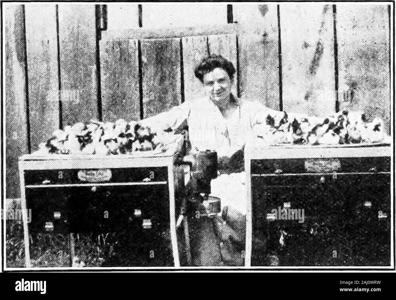 Sens de l'entreprise avicole .. . O septem-bre 1st. J'ai encore 100 poulets à vendre. Être-côtés ce fourblue J'ai gagné à l'un des rubans nos principaux salons. Mr.Dunkin dit que j'ai maintenant fait thanhe makemore de volailles de la ferme.Grâce à votre cours.-Mrs J. F. Dunkin, Missouri. Les femmes FAB la volaille a résolu le problème pour gagner le pain hun-dreds des femmes. Il n'est pas difficile ou laborieux travail en liaison avec l'usine apoultry qu'une femme ne peut pas faire avec un peu d'aide occasion-allié. Les femmes sont naturellement équipés pour l'élevage de volailles et de mener à un intérêt qui theirwork Banque D'Images