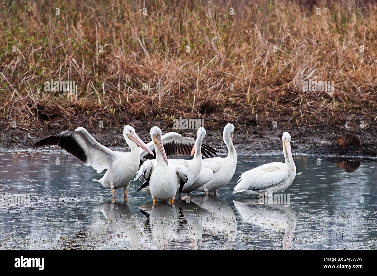 Spring TX USA - 01--06-2016 - Cinq pélicans blancs dans un étang Banque D'Images