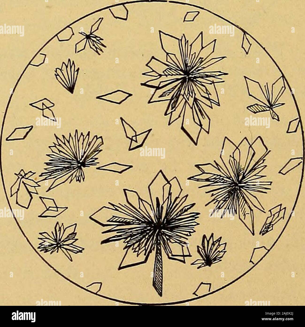 Les méthodes de diagnostic, chimiques, bactériologiques et de microscopie : un texte-livre pour les étudiants et les praticiens . Fig. 92.-acide, l'urate de sodium. {Hawk.) (3). Potassiiun Urate acide (C5H3KN4O3). Cette substance se produit seulement comme un dépôt amorphe granulaire. Owingto sa plus grande solubilité, il ne forme pas aussi grand un montant de la brique-dustdeposit tout comme le sel de sodium. Ces deux derniers sédiments sont rarement associés à des amorphousdeposits des urates acide de calcium et de magnésium. Ce sont, cependant.. FiG. 93.-Xanthin. {Hawk.) rare et ne doit pas être considéré séparément. Dans la détection de la presenc Banque D'Images