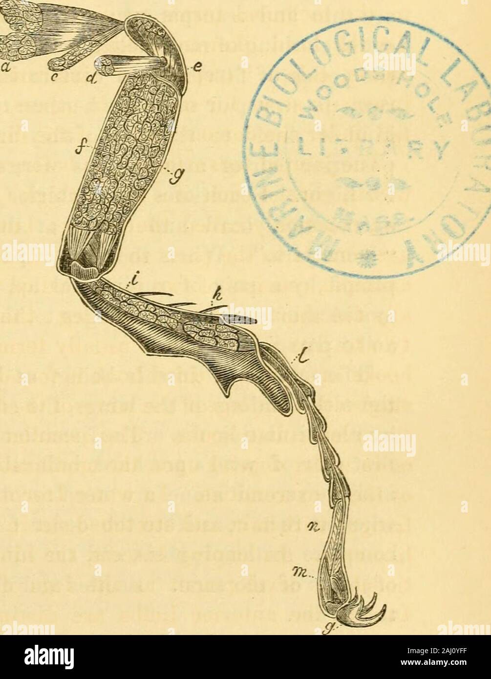 Des conférences sur l'anatomie et physiologie de l'animaux invertébrés : livrés au Royal College of Surgeons . {ors Jig.14-2, a, 6, c), d'un {fléchisseur d l U2 et l'un ravisseur (e). Un penniformflexor Thefemur a long (^) et d'un tenseur-ex similaires (y). Le tibia a oneflexor (2), inséré dans un processus comme longslender,un tendon qui traverse les articulations du tarse pour être attaché à la marge inférieure de la griffe:l'appareil extenseur (A) occupe la partie theinferior du tibia:son tendonlike isfixed pièce jointe à la marge supérieure de la pince. Outre ces mus-cles, qui sont communs t Banque D'Images