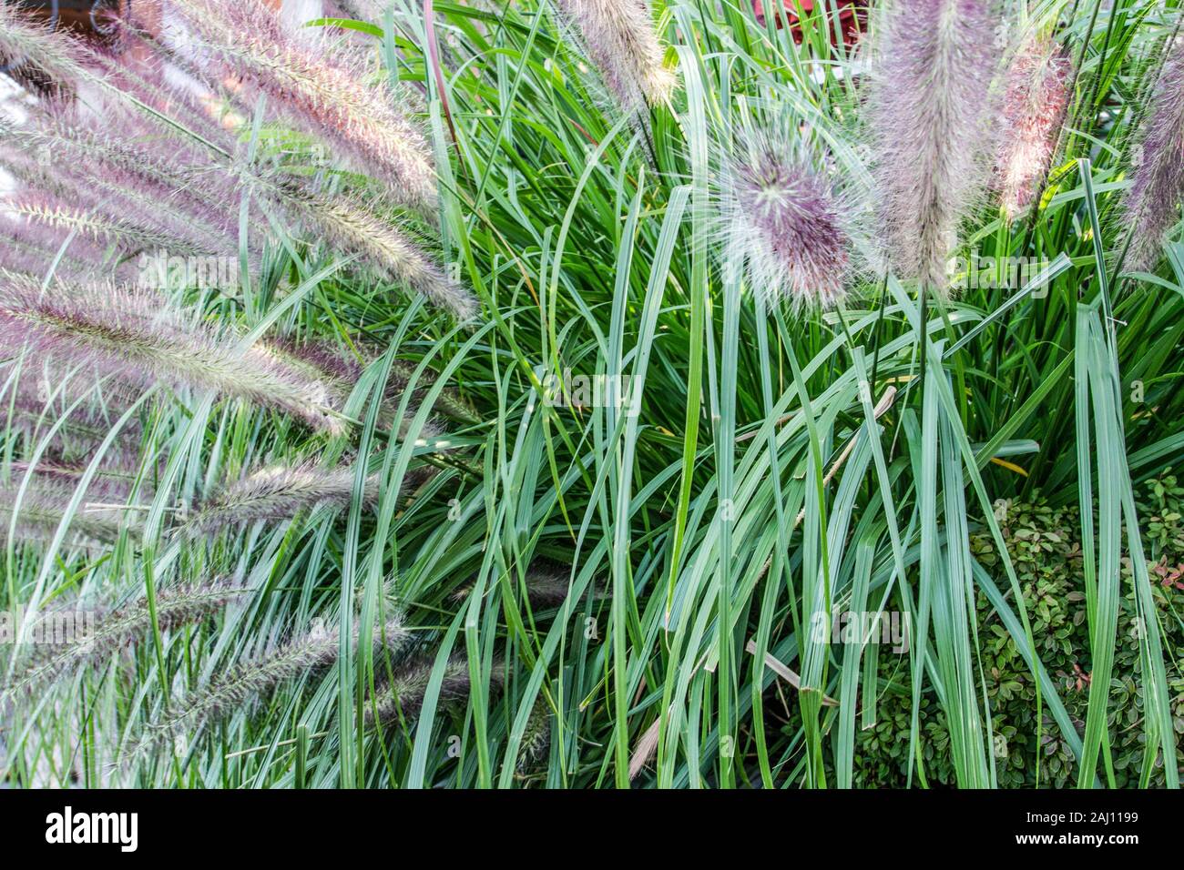 Graminées ornementales. Fountain grass est une herbe ornementale utilisée dans les cours pour l'aménagement paysager. Banque D'Images