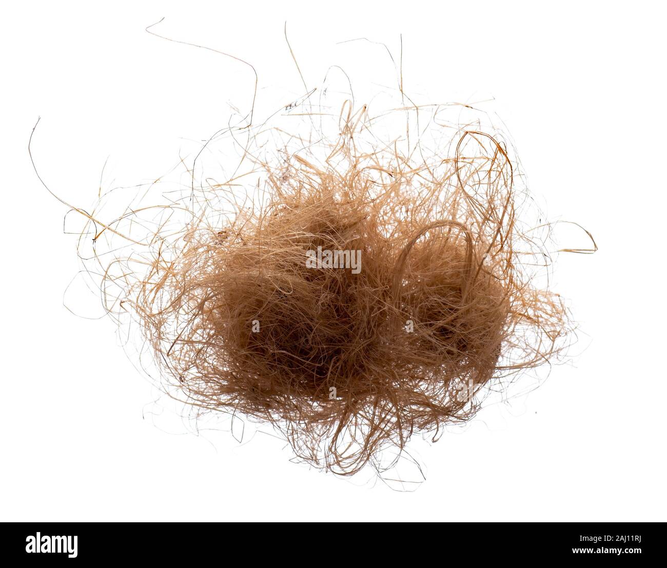 Les fibres de chanvre, fibre aka Canapa. Isolé sur fond blanc. Banque D'Images