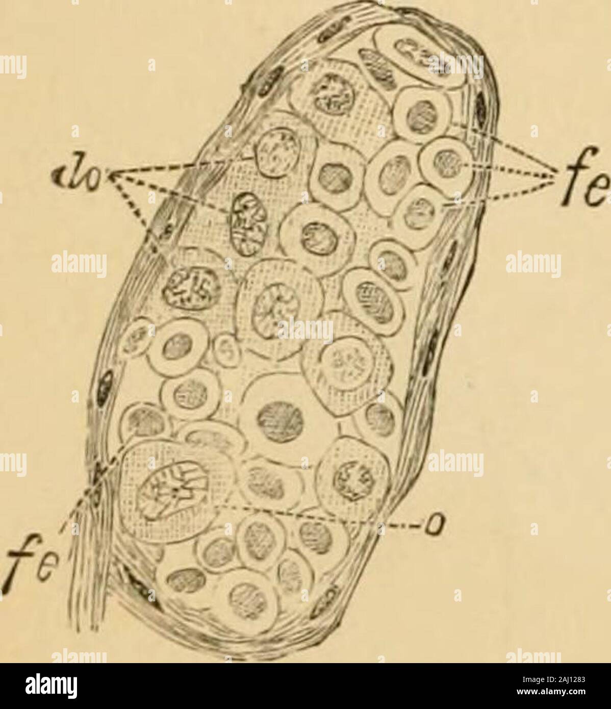 La pathologie et le traitement des maladies des ovaires : (en cours de l'essai pour l'Hastings 1873).. . F le noyau. Plus tard encore le massforms nucléaire une belle, réticulation comme vu dans les spores des algues. Comme déjà dit, certaines cellules agrandir, et les ovules sont recognizedas primitive, et ce sont maintenant de plus en plus nombreux.D'autres des cellules diminue à nouveau en taille, devenant d'un ovalform, le noyau conservant son caractère primitif, et notgoing grâce aux changements décrits ci-dessus. Les cellules-subsf forme par l'épithélium de la follicule de Graaf. Ils ont peut-être vu l'organisation themselv Banque D'Images