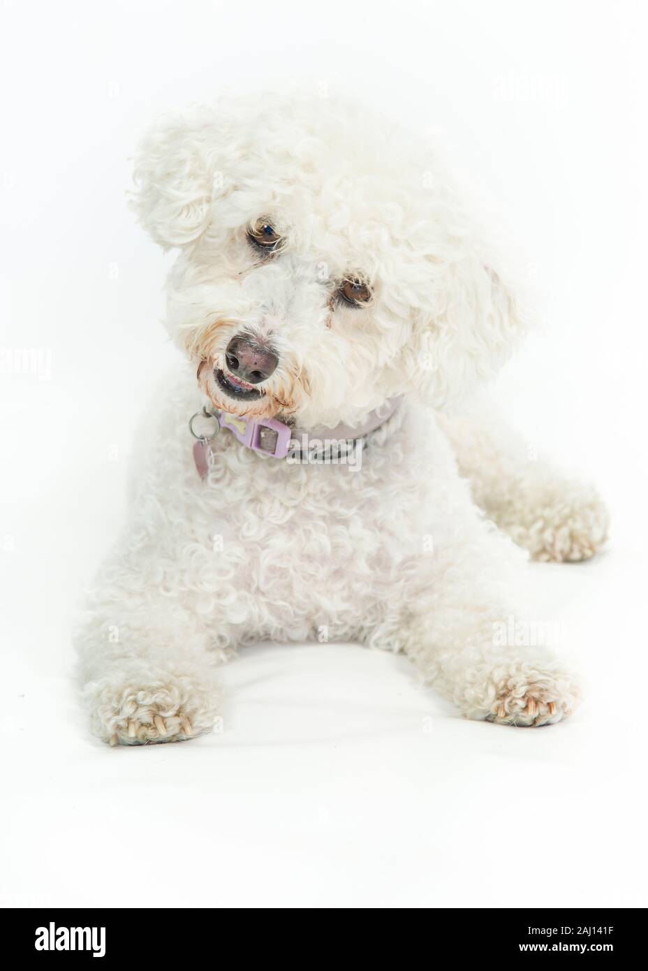 Bichon Frise chien assis et portant sur fond blanc Banque D'Images Bichon Frise chien assis et portant sur fond blanc Banque D'Images