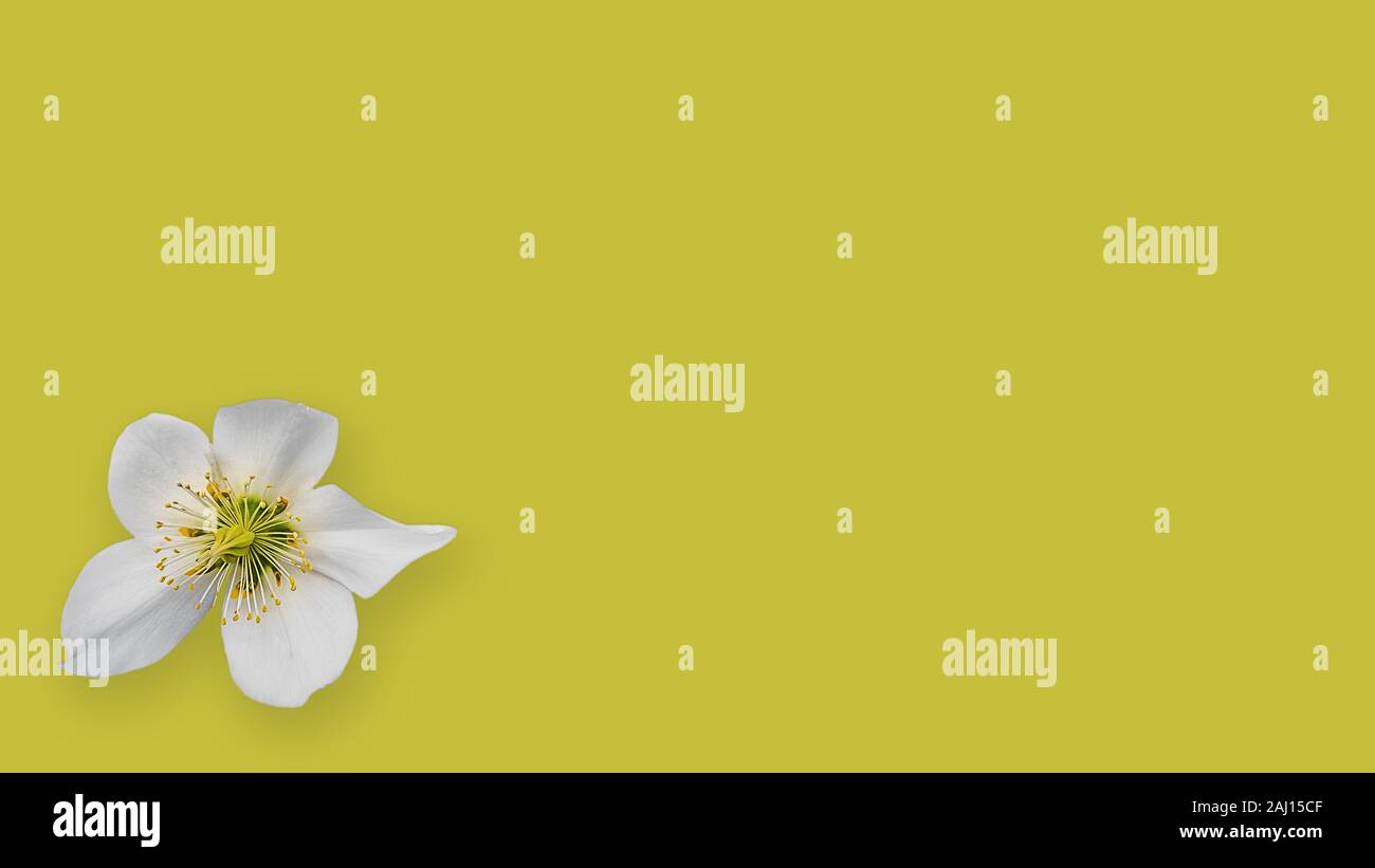 Fleurs simples d'un chrétien, rose Helleborus niger, sur toile blanche Banque D'Images