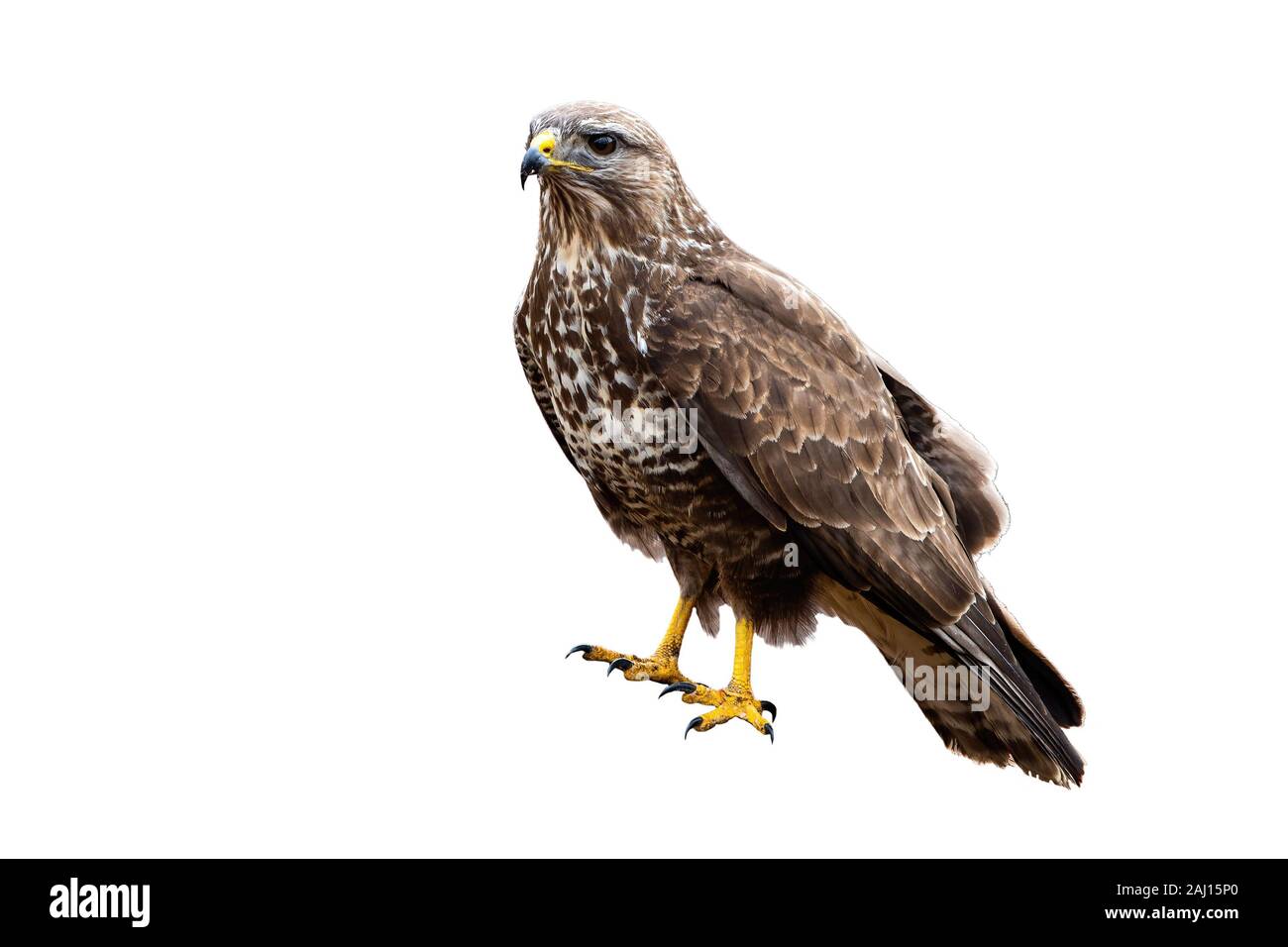 Buse variable un puissant oiseau de proie assis et à isolated on white Banque D'Images