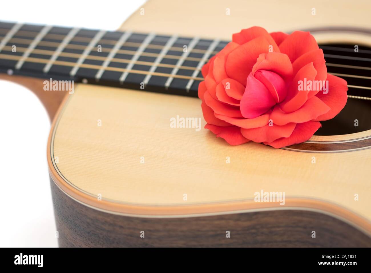 Chanson d'amour. Soft focus droit de rêve d'une rose rouge sur une guitare  acoustique. La musique romantique concept. Close up de très jolie de cordes  en acier de qualité f Photo Stock -