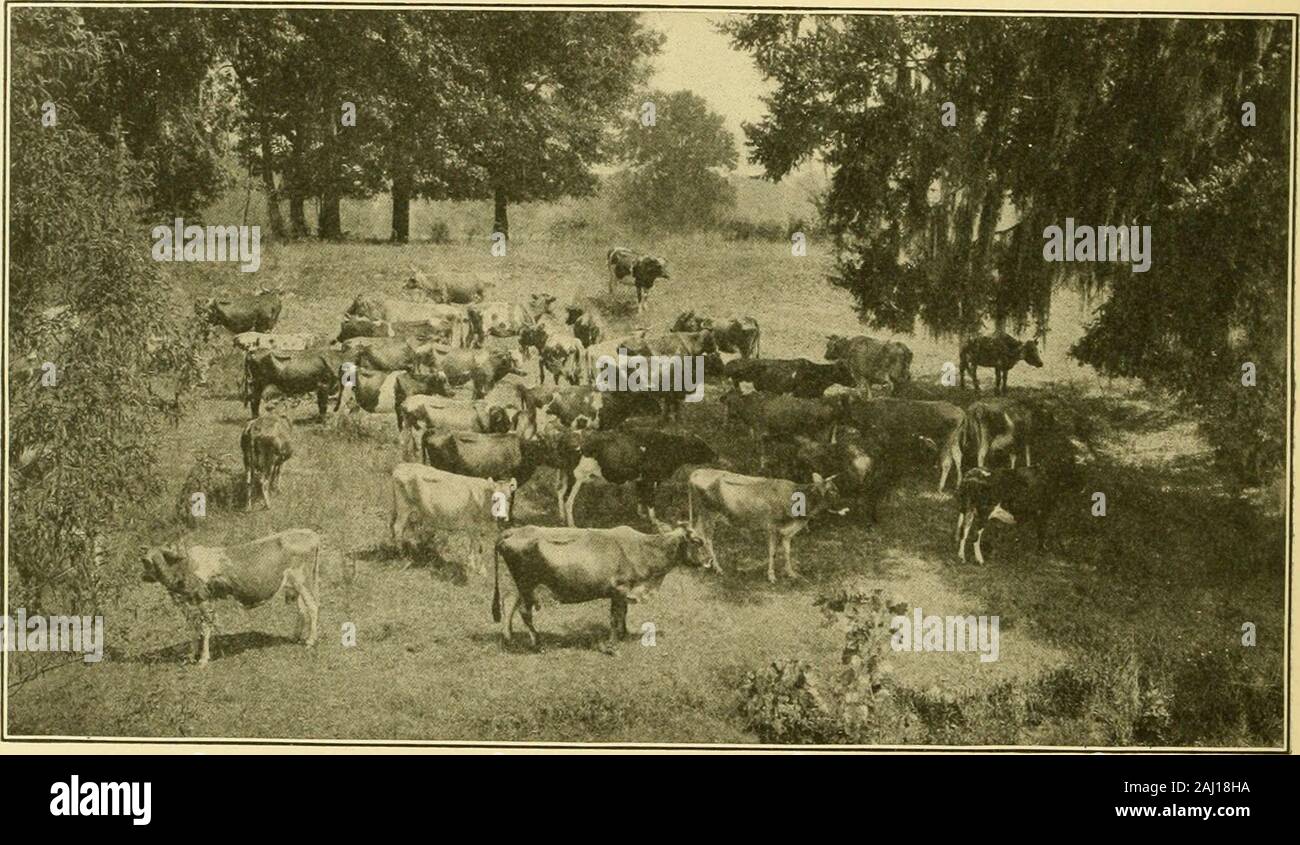 Une tique-libre au sud . ICK-FREE TEXAS FERME. (15) BIBLIOTHÈQUE DU CONGRÈS 0 002 824 852 pour plus d'informations en ce qui concerne l'éradication de la tique, il vous est demandé d'écrire au Bureau of Animal Industry,S. Ministère de l'Agricuhure, Washington, D. C, ou au bureau local du bureau dans votre état.Address Bureau of Animal Industry dans l'un des endroits suivants : Jefferson County Savings Bank Building, Birmingham, Alabama) Édifice de la Gazette, Little Rock, Ark., Troupeau de Jacksonville, en Floride, Federal Building, Atlanta, GA, Roumain, Baton Rouge, Louisiane, Millsaps Jackson, au Mississippi Buildi Fédéral Banque D'Images