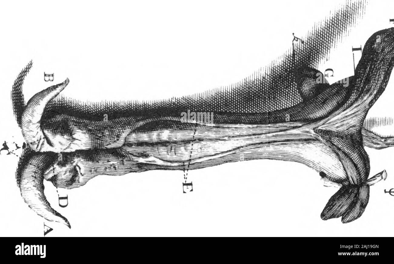 Une lettre au Dr Edward Tyson donnant une Acconnt de l'anatomie de ces parties d'un opossum mâle qui diffèrent de la femelle par William Cowper, F R S. . Banque D'Images