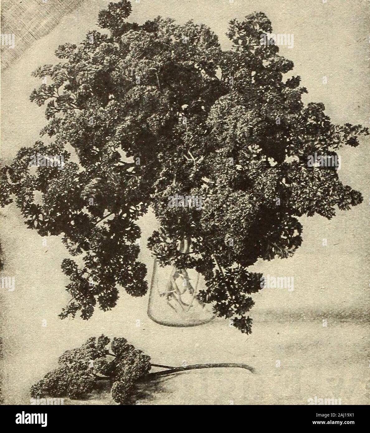 Johnson's garden & farm manual : 1913 gousses . ?Conseiller municipal. L'un des meilleurs ; très grandes gousses ?Bliss remontante.. Ramification particulière ; vigne grand pois. . ?Yorkshire Héros. Une variété, très productive. . ?Edwin Becket. Une croissance vigoureuse, les gousses de pois anglais avec presque aussi grand que Gradus, mais plus tard, Royal blanc nain pois ridés. Un favori pour le marché. .Black-Eyed pois ridés. Très robuste et prolifique ; mauvaise qualityCanada Champ. Avec l'avoine cultivée pour le fourrage, aussi pour les pigeons,dwarf de sucre.  ; Gousses extra fine utilisée même comme les haricots mange-tout. .Nouveau prolifique en azimut. Sucre Mammouth Plus grand et meilleur • des gousses comestibles s Banque D'Images