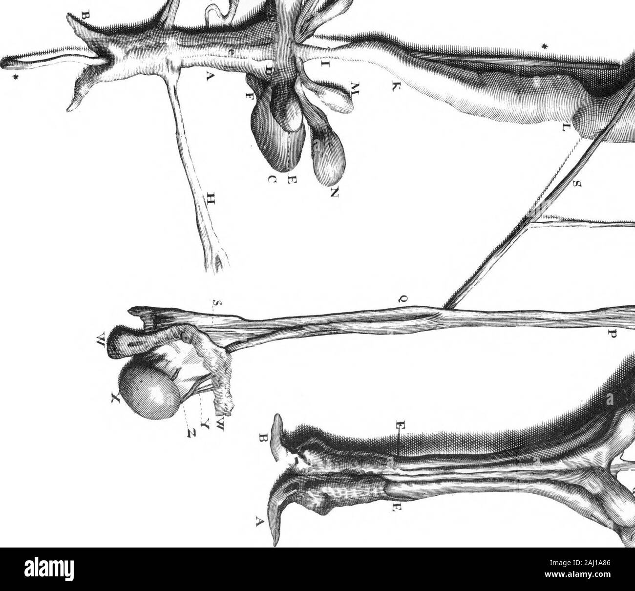 Une lettre au Dr Edward Tyson donnant une Acconnt de l'anatomie de ces parties d'un opossum mâle qui diffèrent de la femelle par William Cowper, F R S. . Banque D'Images