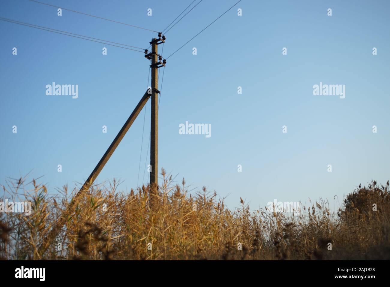 Un vieux poteau électrique entre le roseau automne sec contre un ciel bleu. Banque D'Images