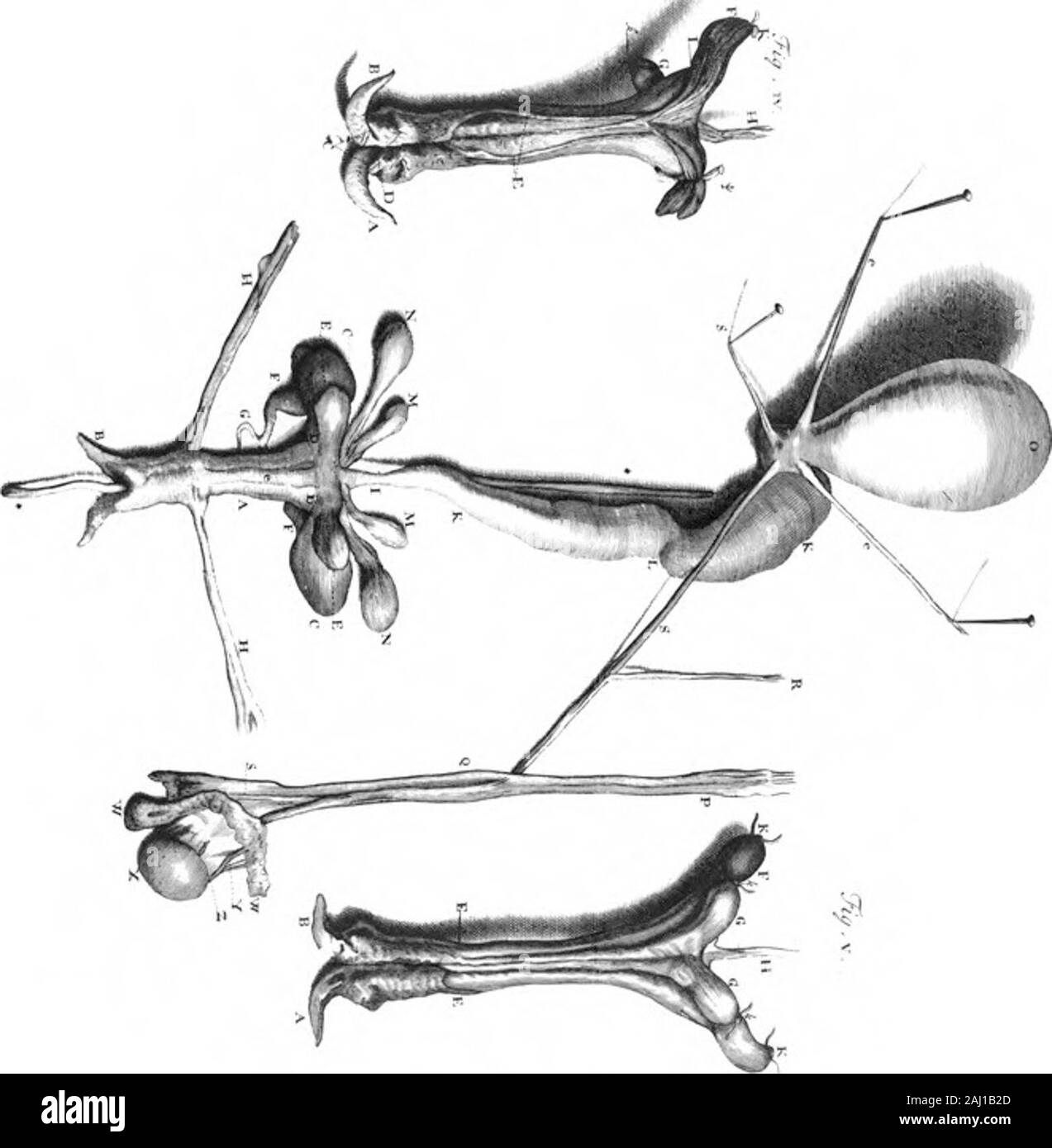 Une lettre au Dr Edward Tyson donnant une Acconnt de l'anatomie de ces parties d'un opossum mâle qui diffèrent de la femelle par William Cowper, F R S. . Banque D'Images