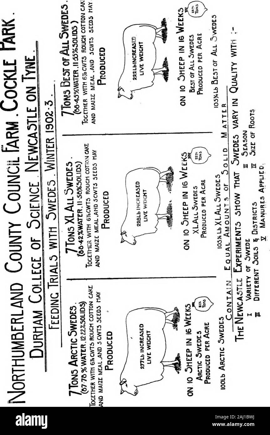 Guide d'expériences en cours à la ferme de démonstration du comté, Cockle Park, près de saison 1903 Morpeth . ting.Kinaldies Haut vert.Smiths Norfolk.Webbs empereur., Sutton Lord Derby. Sont arrivées tard et non classées. 36. Dickson se sont rendus pour TD de défi. 37. XD Dickson se sont rendus pour Delamere. 38. TE Dickson se sont rendus pour l'empereur. 39. Sutton Nouveau haut de Bronze. 40. Sutton reine. 41. Sutton Nouveau Hardy blanc. Fob suédois Expériences d'alimentation.Trois variétés de suédois qui varient quelque peu largement en com-position ont été cultivées la saison dernière pour une expérience withsheep d'alimentation. Cette saison, la moitié d'un acre de chacun de ces (Arctique, XL AH,et le meilleur de tous) une Banque D'Images