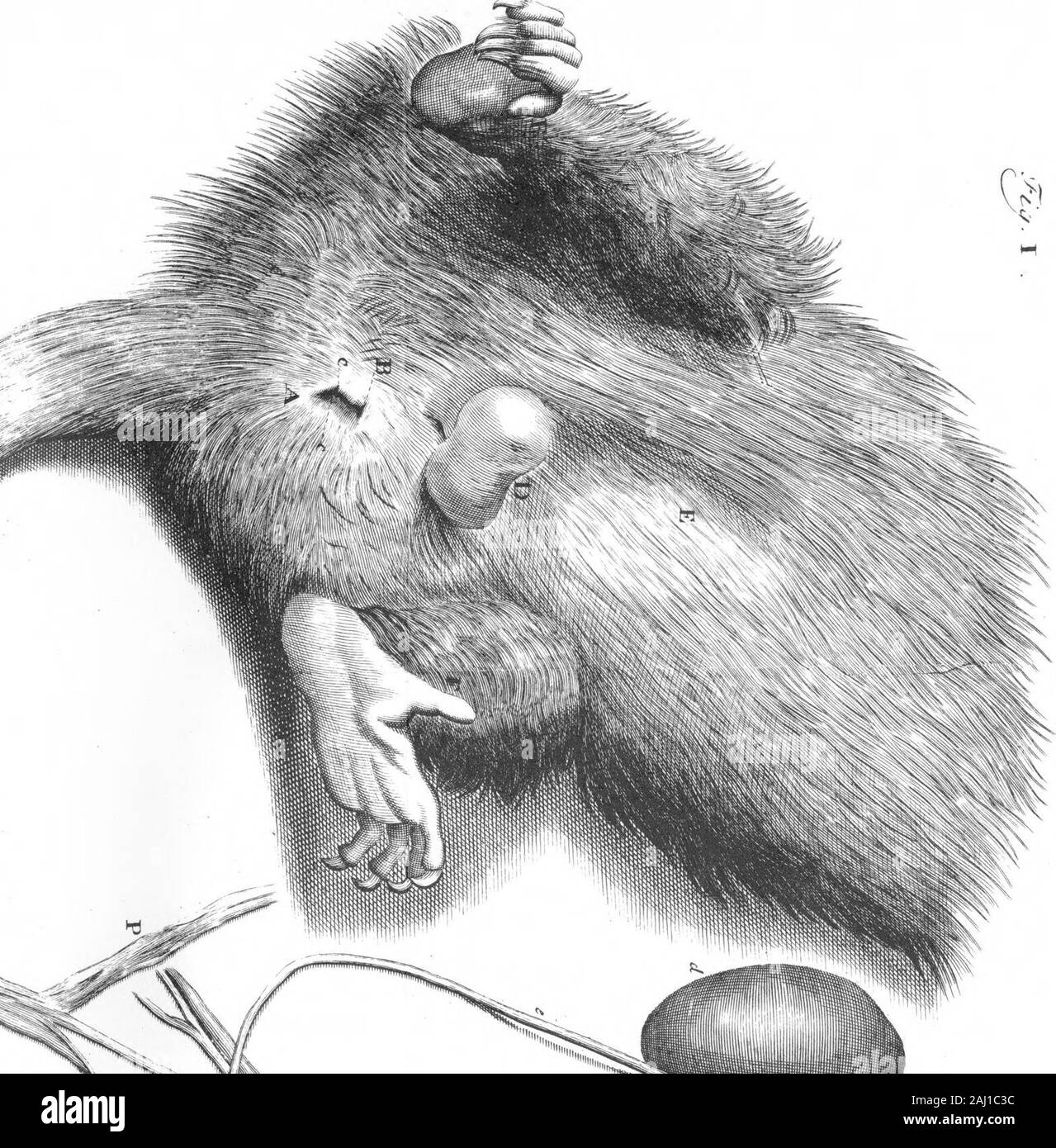 Une lettre au Dr Edward Tyson donnant une Acconnt de l'anatomie de ces parties d'un opossum mâle qui diffèrent de la femelle par William Cowper, F R S. . *&Gt ; *. Banque D'Images